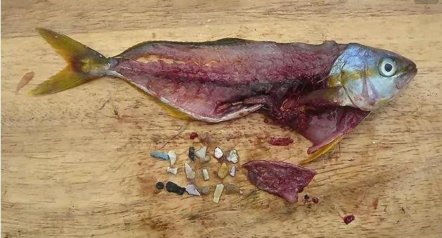 震驚！首次確認(rèn)：人體已被微塑料污染！